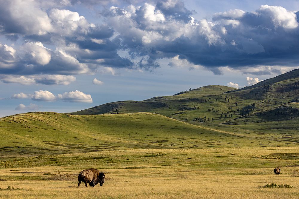 Bison bulls grazing at the National Bison Range in Moiese-Montana-USA